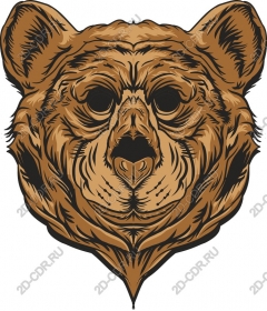  The majestic head of a bear