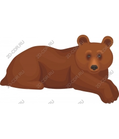  Resting brown bear