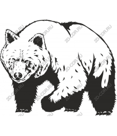 Majestic bear