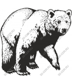 Majestic bear