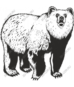 Majestic bear
