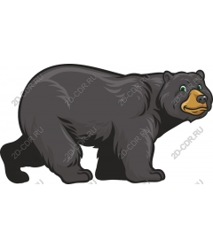  Adorable black bear