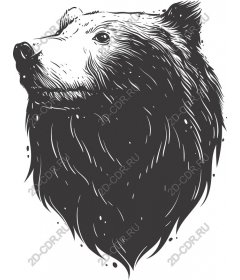  The majestic head of a bear