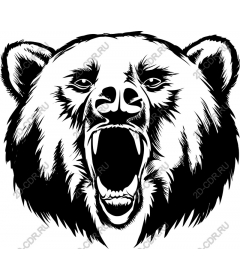 Head of a ferocious bear