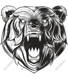 Head of a ferocious bear