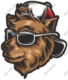  Cool bear with sunglasses