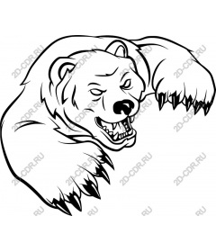  Ferocious bear