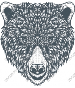 The majestic head of a bear