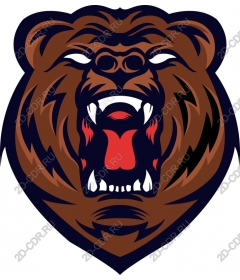 Head of a ferocious bear ravasio