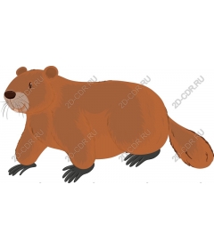  Сурок
