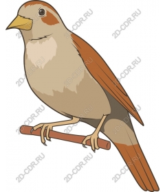  Adorable bird sits