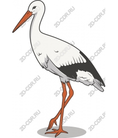  An elegant stork