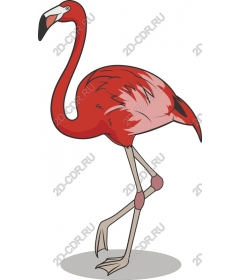  Bright Flamingo