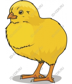 Милый желтый цыпленок