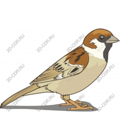  Charming Sparrow
