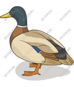  Duck Mallard