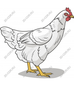 White chicken