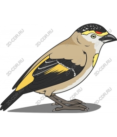  Bright Bird