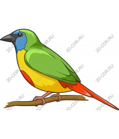  Colorful bird sitting on a branch