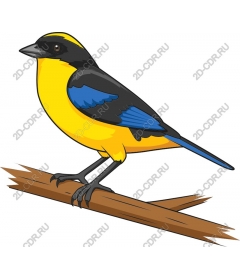  Bright yellow bird