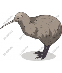  Charming kiwi bird