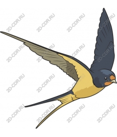Soaring swallow