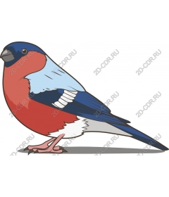  Bright bullfinch and