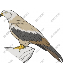 Majestic Hawk