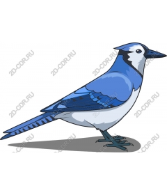 Bright blue Jay