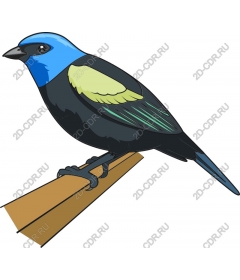  Bright Bird