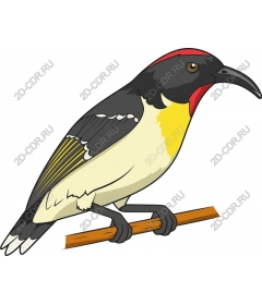  Bright Bird