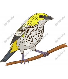  Bright bird sitting on a branch