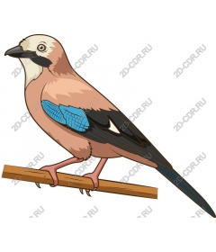 Eurasian Jay