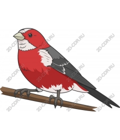  Bright red bird