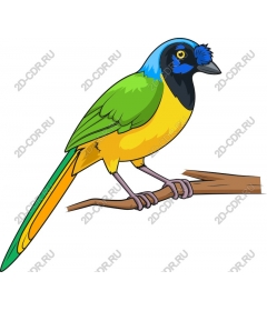  Bright Bird