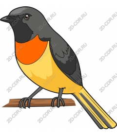  Bright bird