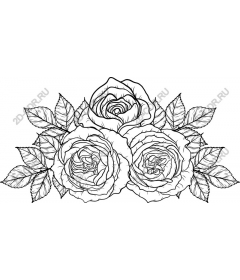  Elegant rose