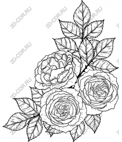  Elegant picture of bouquet of roses