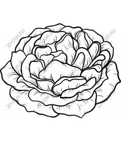  Elegant rose - Intricate linear art