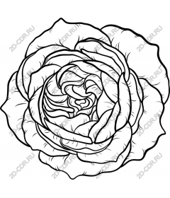  Blooming rose
