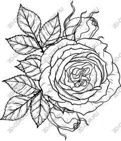 Exquisite rose