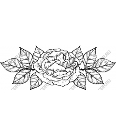  Elegant black and white rose