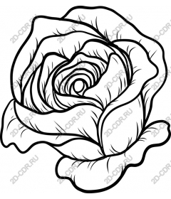 Elegant rose