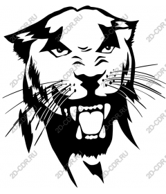 Head of a fierce wild cat