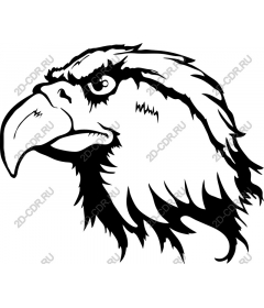 Head of a bald eagle