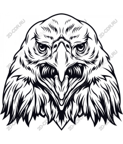 Head of a ferocious eagle