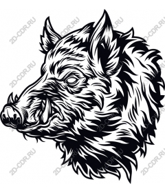 Head of a ferocious wild boar