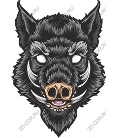 Wild boar head