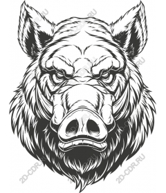 Head of a ferocious wild boar