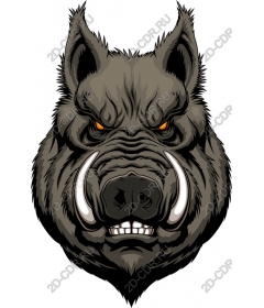 Head of a ferocious wild boar
